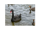 Der-schwarze-schwan-im-st-james-park