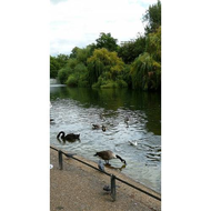 Der-blick-auf-eine-der-inseln-im-st-james-park