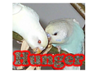 Hunger