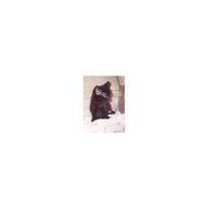 Pinsel-sitz-davor