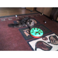 Trixie-cat-track