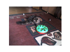 Trixie-cat-track