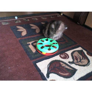 Trixie-cat-track