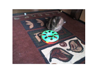 Trixie-cat-track