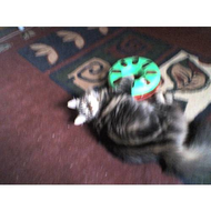 Trixie-cat-track