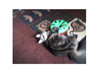 Trixie-cat-track