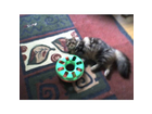 Trixie-cat-track
