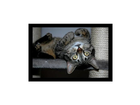 Gesunde-und-zufrieden-katze