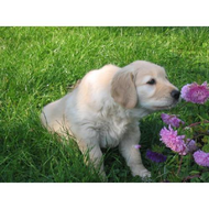 Mera-dog-welpenmilch-2-5-kg
