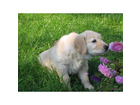 Mera-dog-welpenmilch-2-5-kg