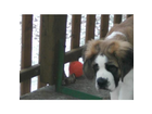 Und-einen-balkon-hab-ich-auch-wuff-wuff