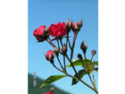 Die-rose-das-aeusserste-an-makro-was-die-dimage-schafft
