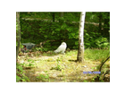Koennte-glatt-die-hedwig-aus-harry-potter-sein