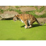 Allwetterzoo-muenster