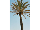 Palme-an-der-uferpromenade