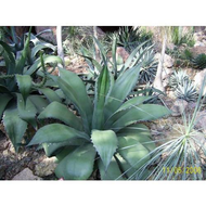 Agave-oder-aloe-vera