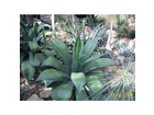 Agave-oder-aloe-vera