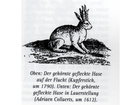 Durch-diese-wolplertinger-unterart-kann-es-zu-verwechselungen-mit-dem-gemeinen-feldhasen-kommen