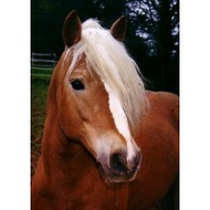 Haflinger