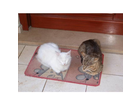2-von-den-5-katzen