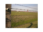 Birkenau-so-weit-das-auge-reicht