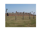 Auschwitz-birkenau