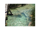 Fischschwarm-im-klaren-wasser