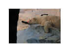 Eisbaer-in-sea-world