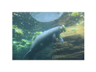 Ein-manatee