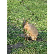 Tiergarten-schoenbrunn
