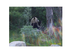 Der-panda