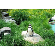 Keine-erdmaennchen-aber-zumindest-pinguine-die-erdmaennchen-spielen
