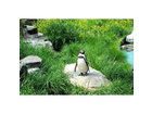 Keine-erdmaennchen-aber-zumindest-pinguine-die-erdmaennchen-spielen