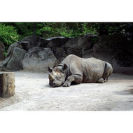 Ein-nashorn