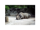 Ein-nashorn