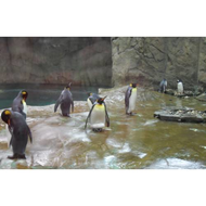 Die-pinguinanlage-ist-das-neueste-highlight-im-wuppertaler-zoo-vor-allem-bietet-sie-den-tieren-viel-platz-und-dem-besucher-einmaliger-erlebnis-leider-haben-sich-die-pinguine-so-sehr-an-das-klopfen-an-die-scheiben-gewoehnt-das-mehr-da-sitzen
