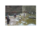 Die-pinguinanlage-ist-das-neueste-highlight-im-wuppertaler-zoo-vor-allem-bietet-sie-den-tieren-viel-platz-und-dem-besucher-einmaliger-erlebnis-leider-haben-sich-die-pinguine-so-sehr-an-das-klopfen-an-die-scheiben-gewoehnt-das-mehr-da-sitzen