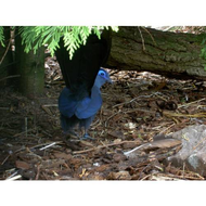 Ein-blauer-vogel