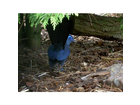 Ein-blauer-vogel