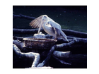 Walsrode-vogelpark-2