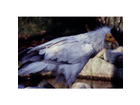 Walsrode-vogelpark-3