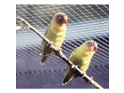 Walsrode-vogelpark-5