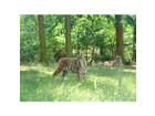 Ein-tiger-gross-stark-und-frei-umherlaufend