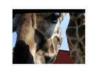 Na-die-giraffe-passt-doch-fast-ins-auto-zumindest-der-kopf