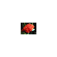 Diese-rose-verblueht-nie