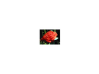 Diese-rose-verblueht-nie