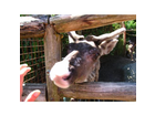 Aalborg-zoo