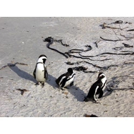 Die-pinguinkolonie