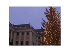 Schloss-schoenbrunn-und-der-weihnachtsbaum