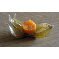 Physalis-frucht